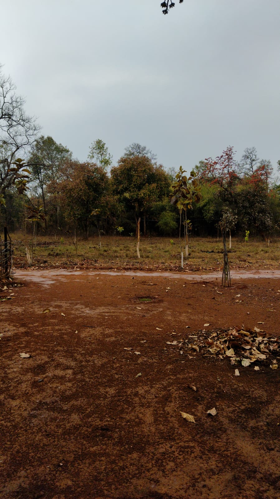 Image showcasing the effects of untimely rainfall in Bagdara Farms on both genetically modified and indigenous crops, highlighting the superior adaptability and resilience of the latter.