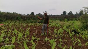 Image of a tribal farmer standing in his turmeric farm, with lush green turmeric plants visible in the background