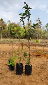 Our Team planting trees in Bagdara Farms on World Water Day 2023 to promote water conservation and preserve soil health