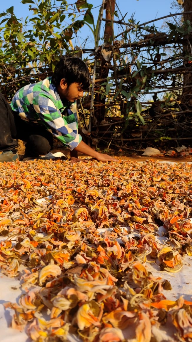 Deepchand Yadav spreads harvested turmeric roots in the sun at Bagdara Farms in Bandhavgarh, using traditional methods to sun dry the roots for maximum nutrition retention