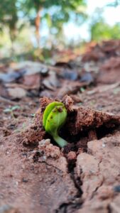 Close-up image of a germinating seed at Bagdara Farms, with a small green shoot emerging from the soil. The seed is surrounded by nutrient-rich soil and receives sunlight from above.