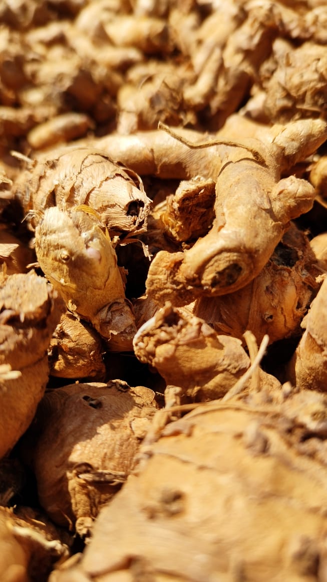 Bagdara Farms Turmeric, is rich in curcumin and potentially stimulates autophagy, a cellular process with health benefits, including disease prevention.