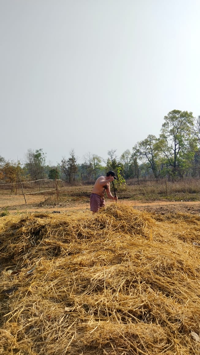 Image of Pedro, a volunteer at Bagdara Farms, working in the turmeric fields during his stay at the farm