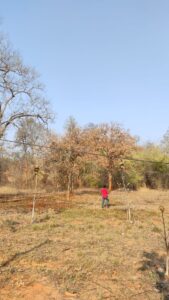 Image of a farmer in a hat watering fresh plants and old trees in the midst of lush green forest in Bandhavgarh National Park, India