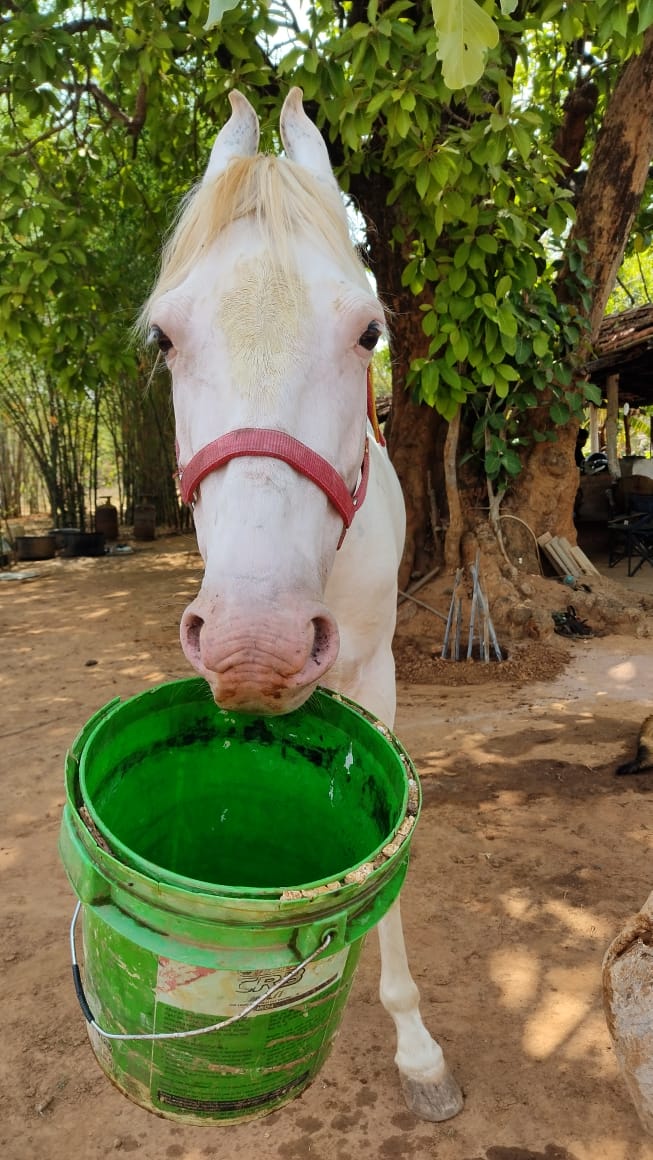 Bhura, the indigenous horse at Bagdara Farms, playfully holds a green bucket, with the Bagdara logo visible in the background.