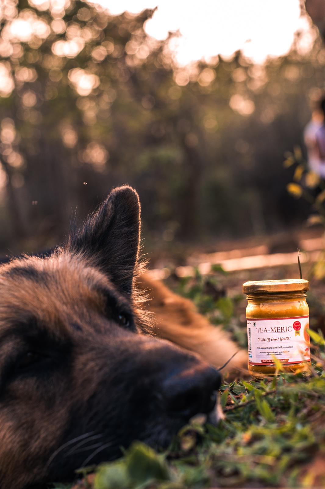 German Shepherd dog Buzzo sitting with a bottle of Teameric, a turmeric-based tea from Bagdara Farms.