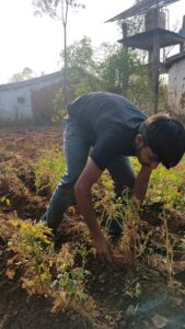 Volunteer Deepchand Yadav cultivating soil with his hands in Bagdara Farms' vegetable garden.