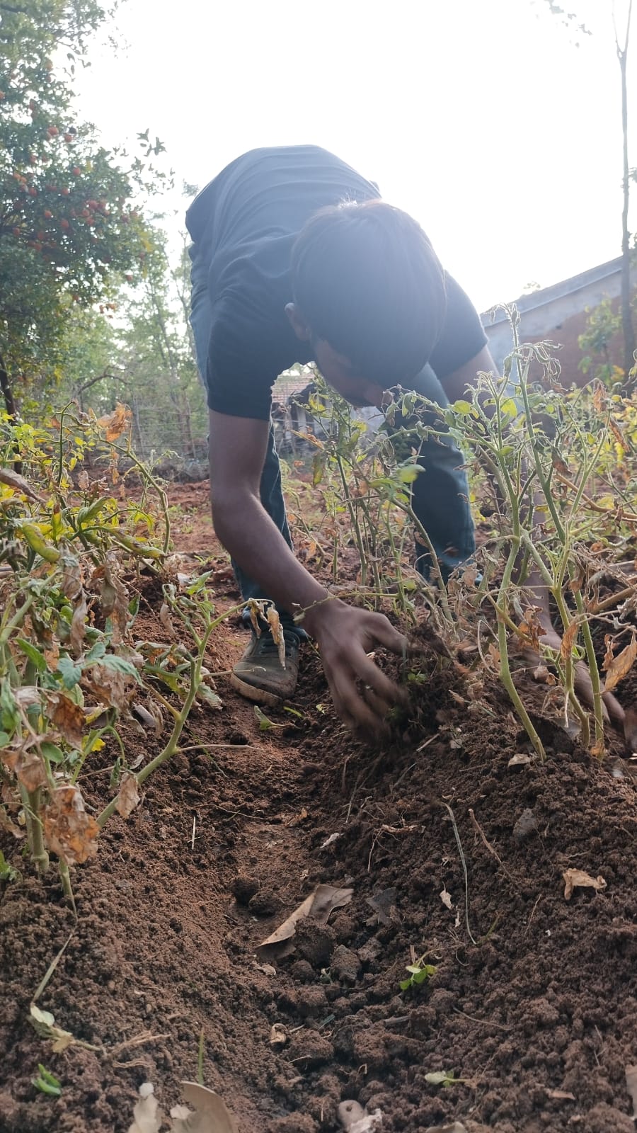 Volunteer Deepchand Yadav actively working with his hands in the soil at Bagdara Farms vegetable garden.