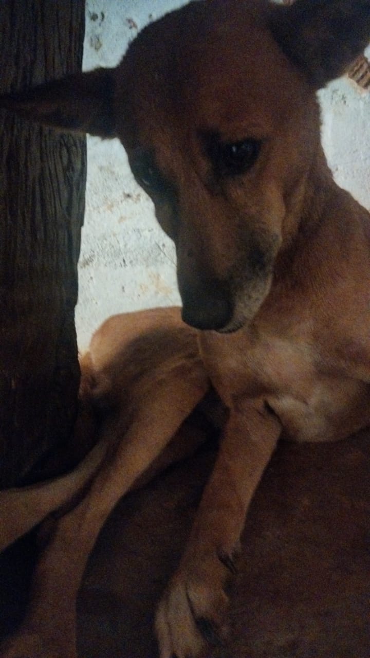 Toso, our adorable dog, hiding beneath a wooden table at Bagdara Farms.
