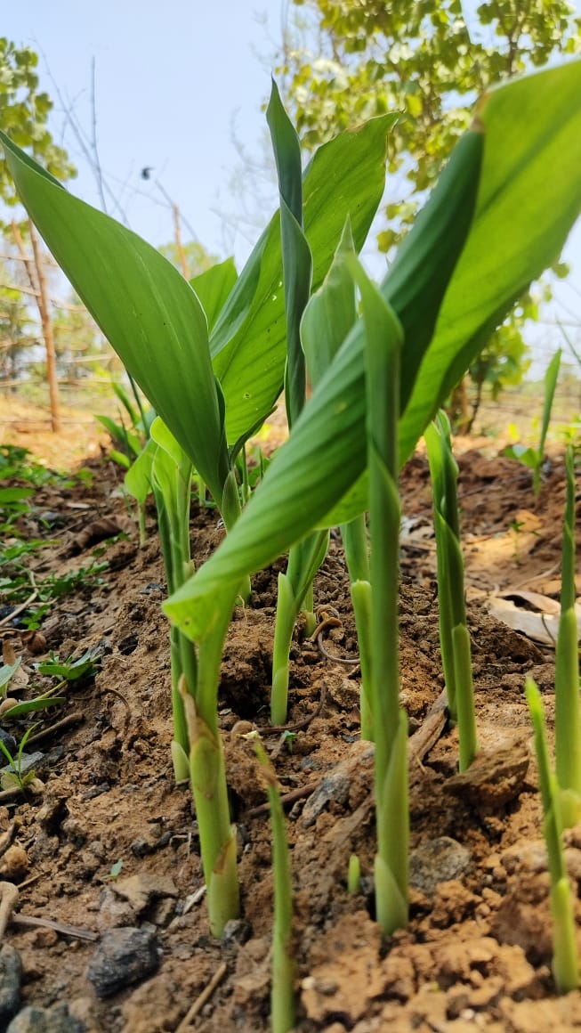 A vibrant, freshly sprouted turmeric plant emerging from the fertile soil at Bagdara Farms.