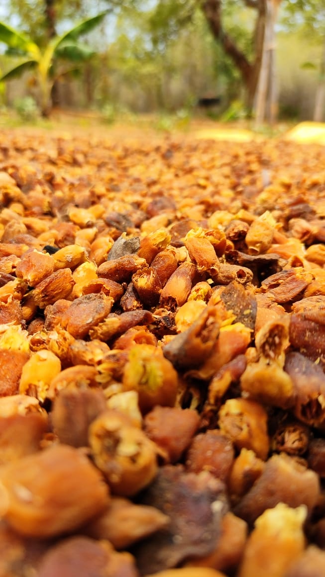Mahua fruit spread on the ground at Bagdara Farms in Bandhavgarh, showcasing nature's abundance.
