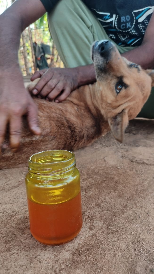 An open jar of turmeric oil prepared for massaging Toso, a beloved dog recovering from wild boar injuries