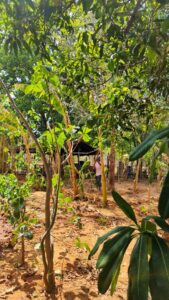 Image of lush wild banana trees at Bagdara Farms
