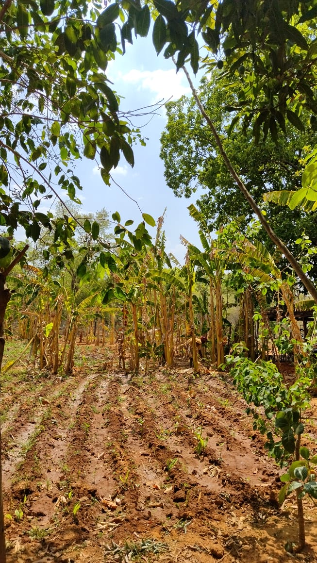 Image of a lush wild banana tree plantation at Bagdara Farms