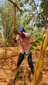 A dedicated farm worker taking care of wild banana trees at Bagdara Farms