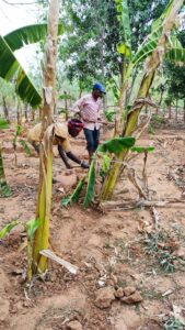 A farm worker tending to wild banana plants at Bagdara Farms