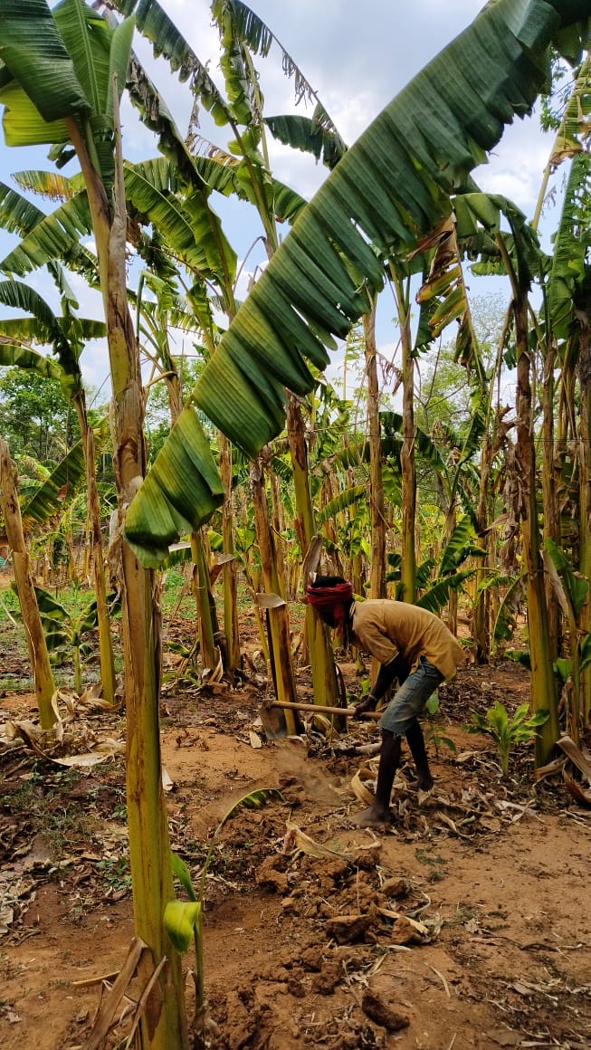 A farm worker tending to wild banana trees at Bagdara Farms