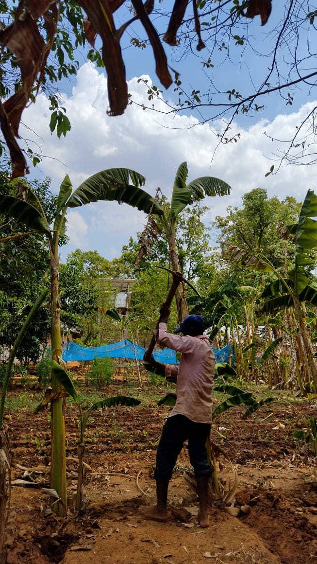 A farm worker carefully picking ripe wild bananas from the tree at Bagdara Farms