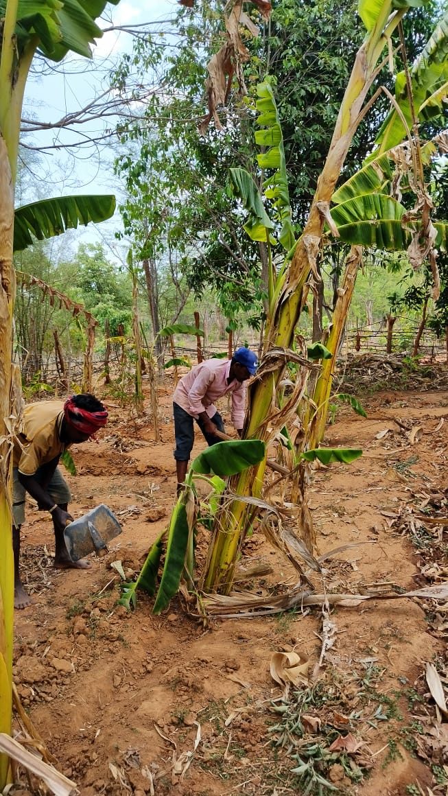 Farm worker tending to the lush wild banana plantation at Bagdara Farms