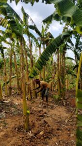 A farm worker carefully picking ripe wild bananas at Bagdara Farms