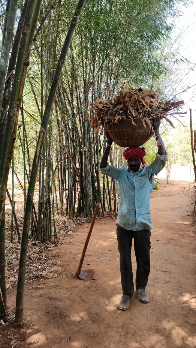 A hardworking farmer at Bagdara Farms carrying a load on his head, surrounded by bamboo trees