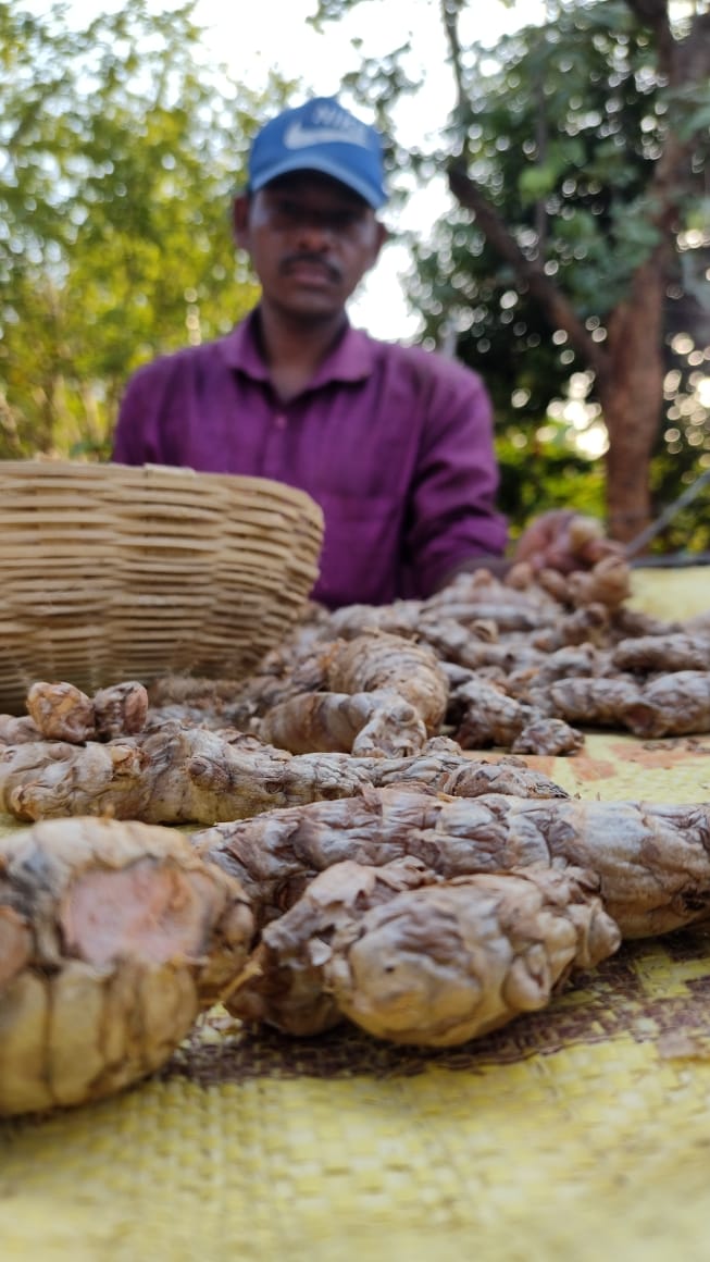 Image of raw Bagdara Haldi root with tribal farmer Ratan standing behind them