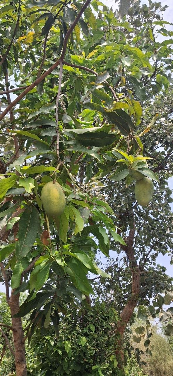 Biological Armor of Wild Mango