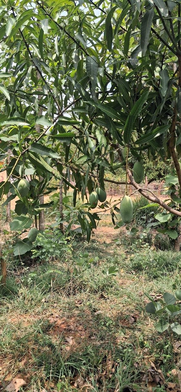 Baiga Tribe Harvesting